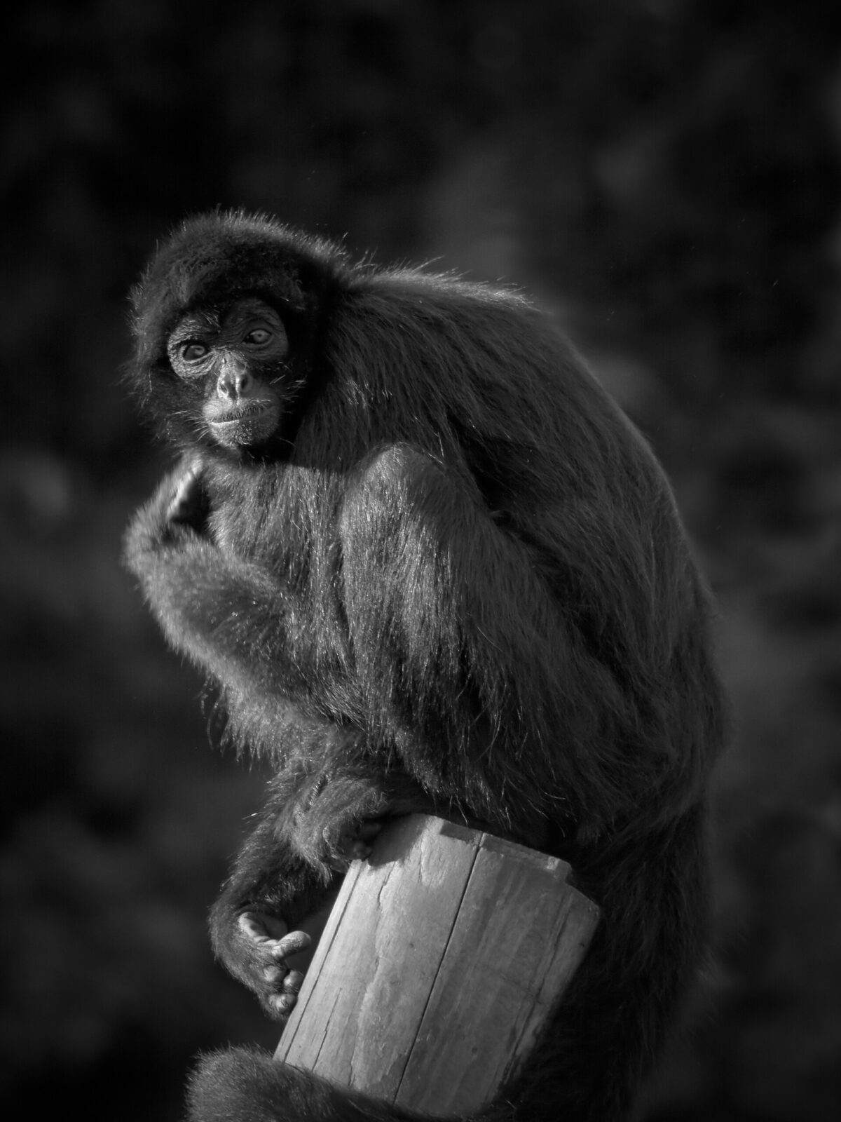 Brown-headed spider monkey