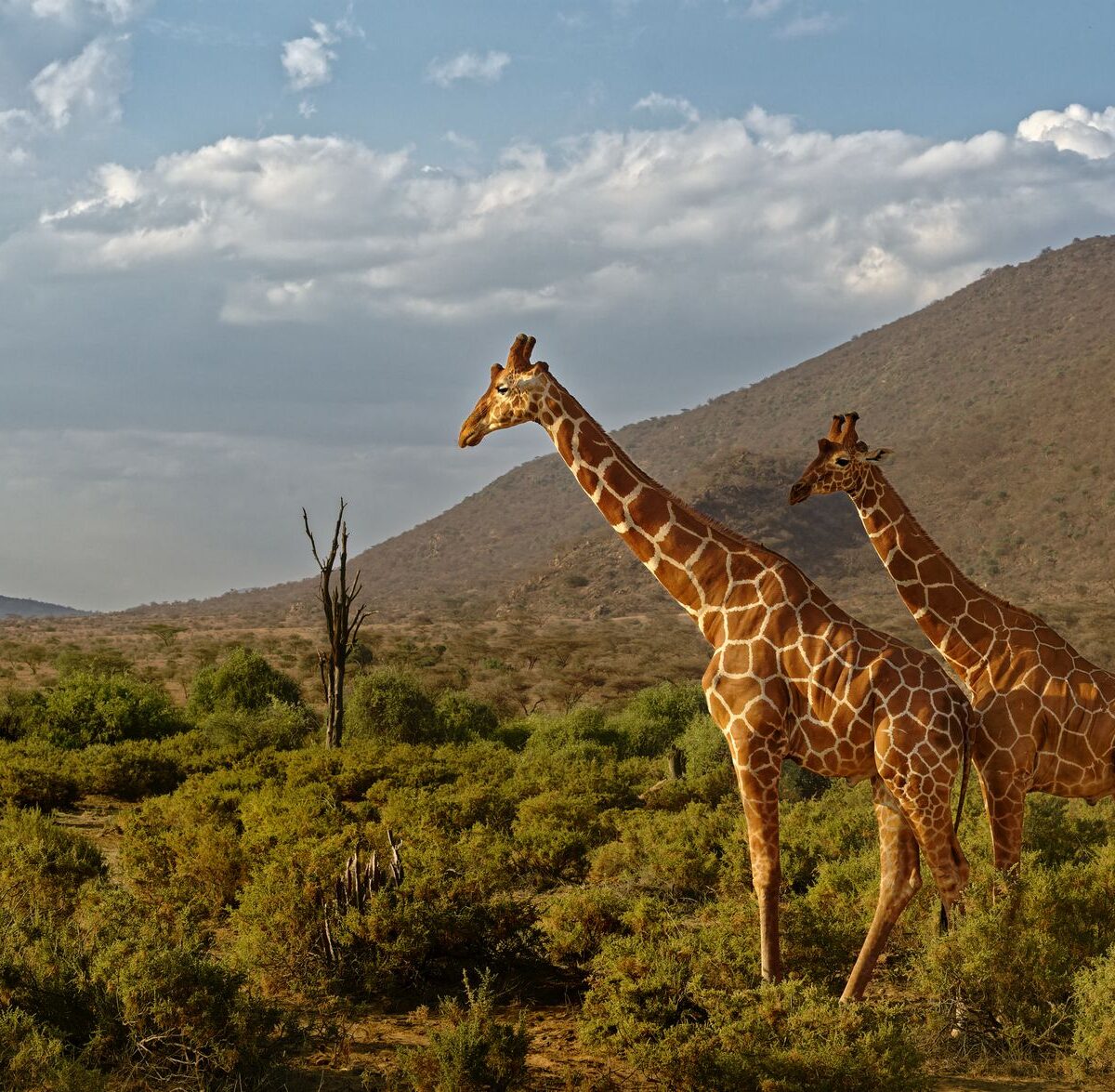 Netz Giraffe
