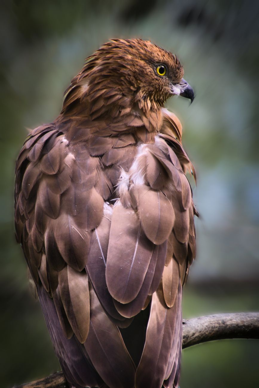 Honey Buzzard