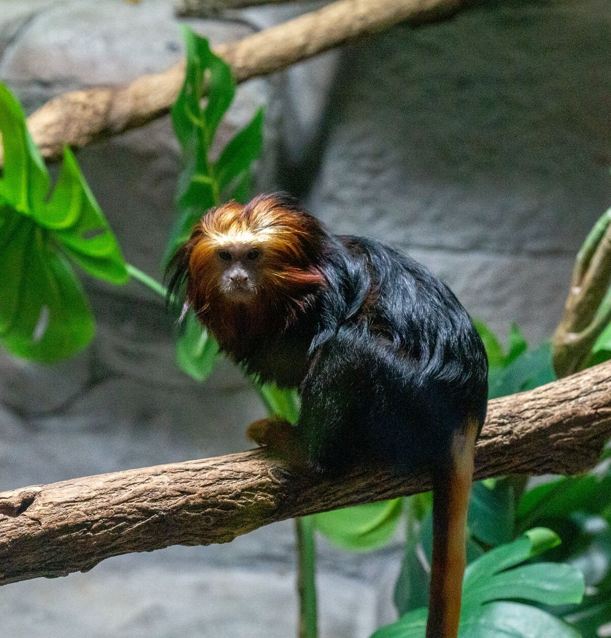 Black Lion Tamarin