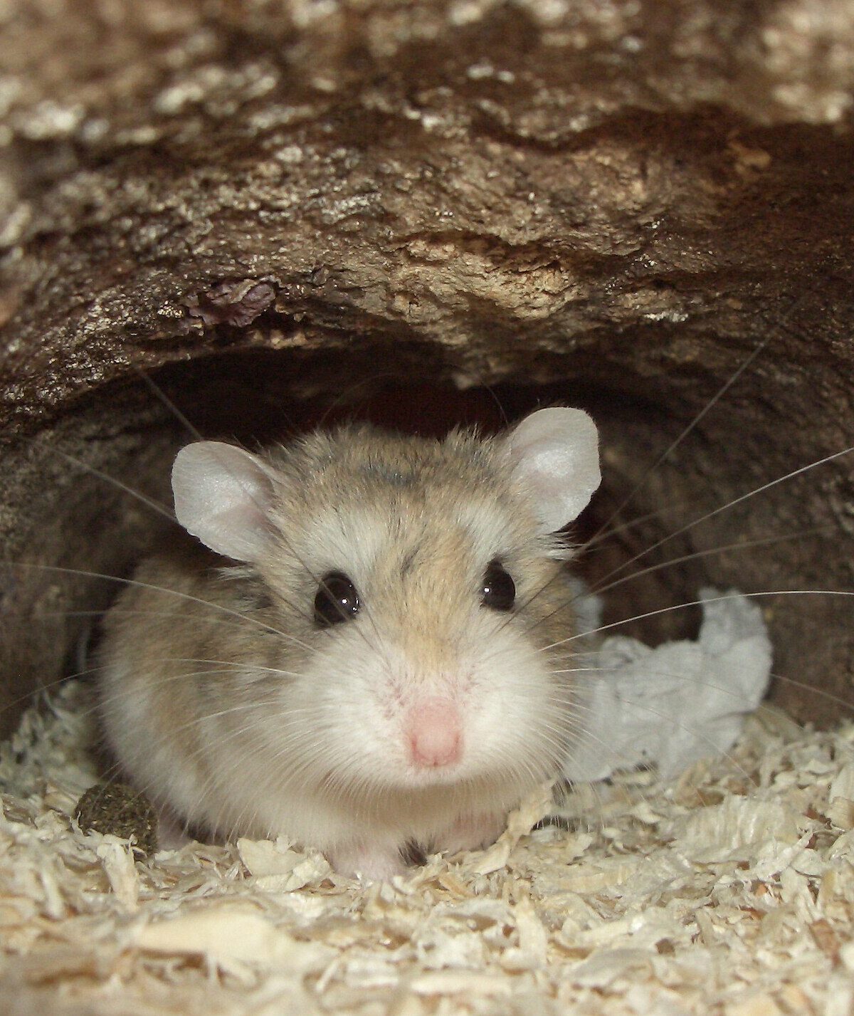 Desert Hamster
