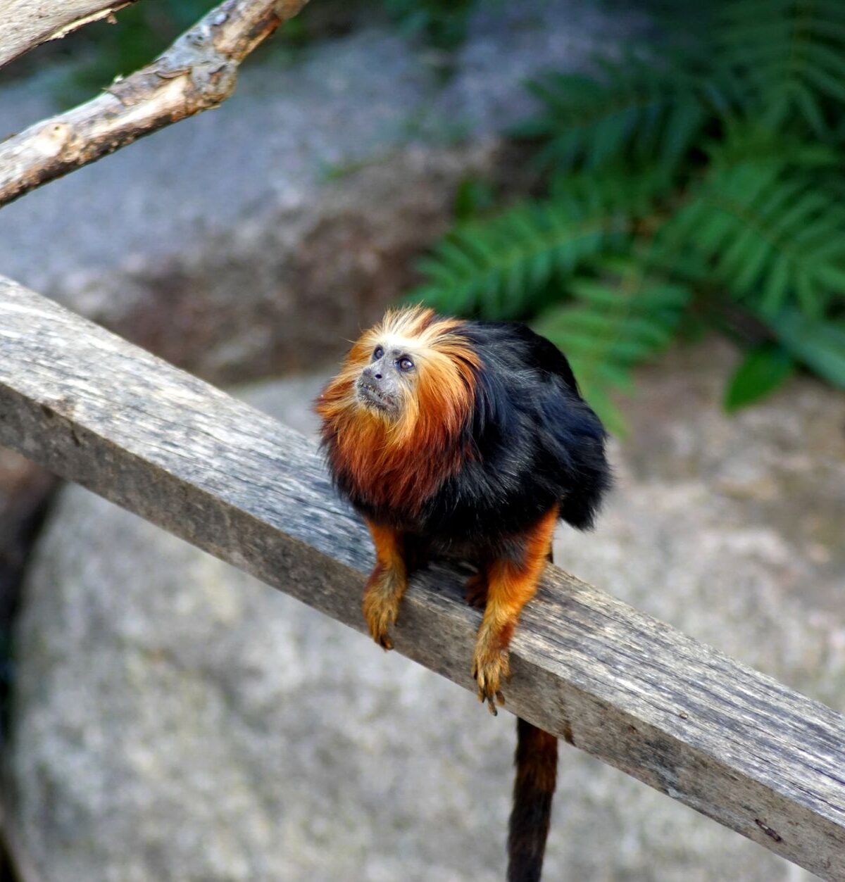 Golden-headed tamarin