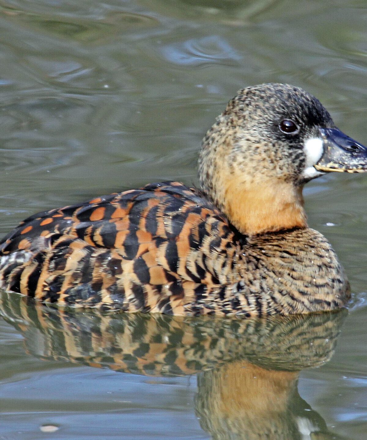 White-backed duck