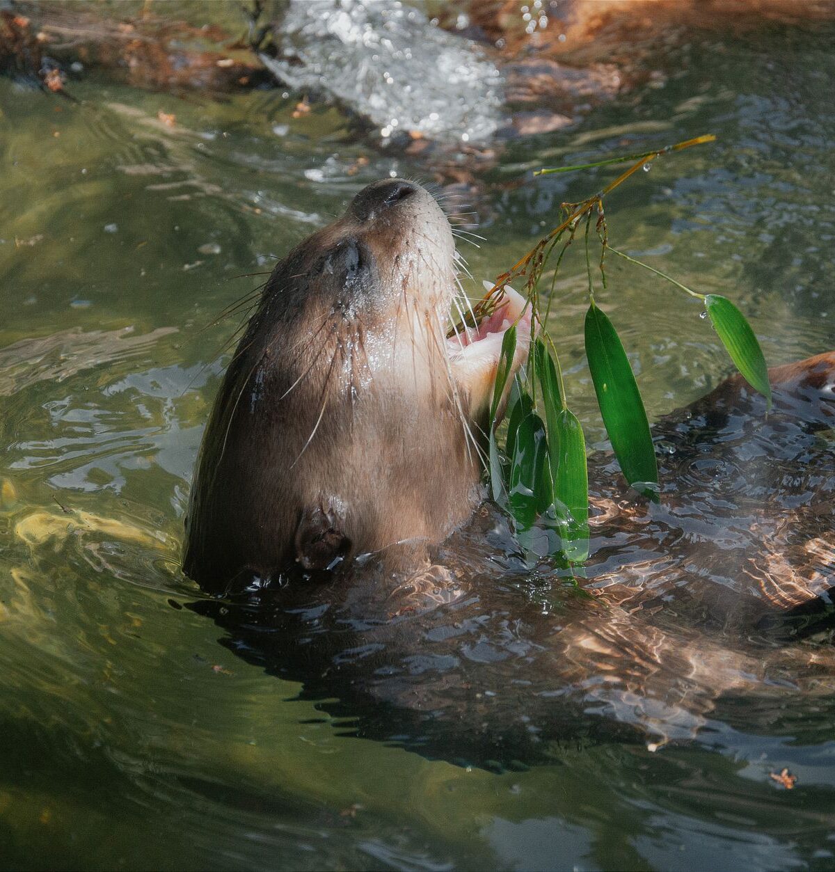 Giant River Otter