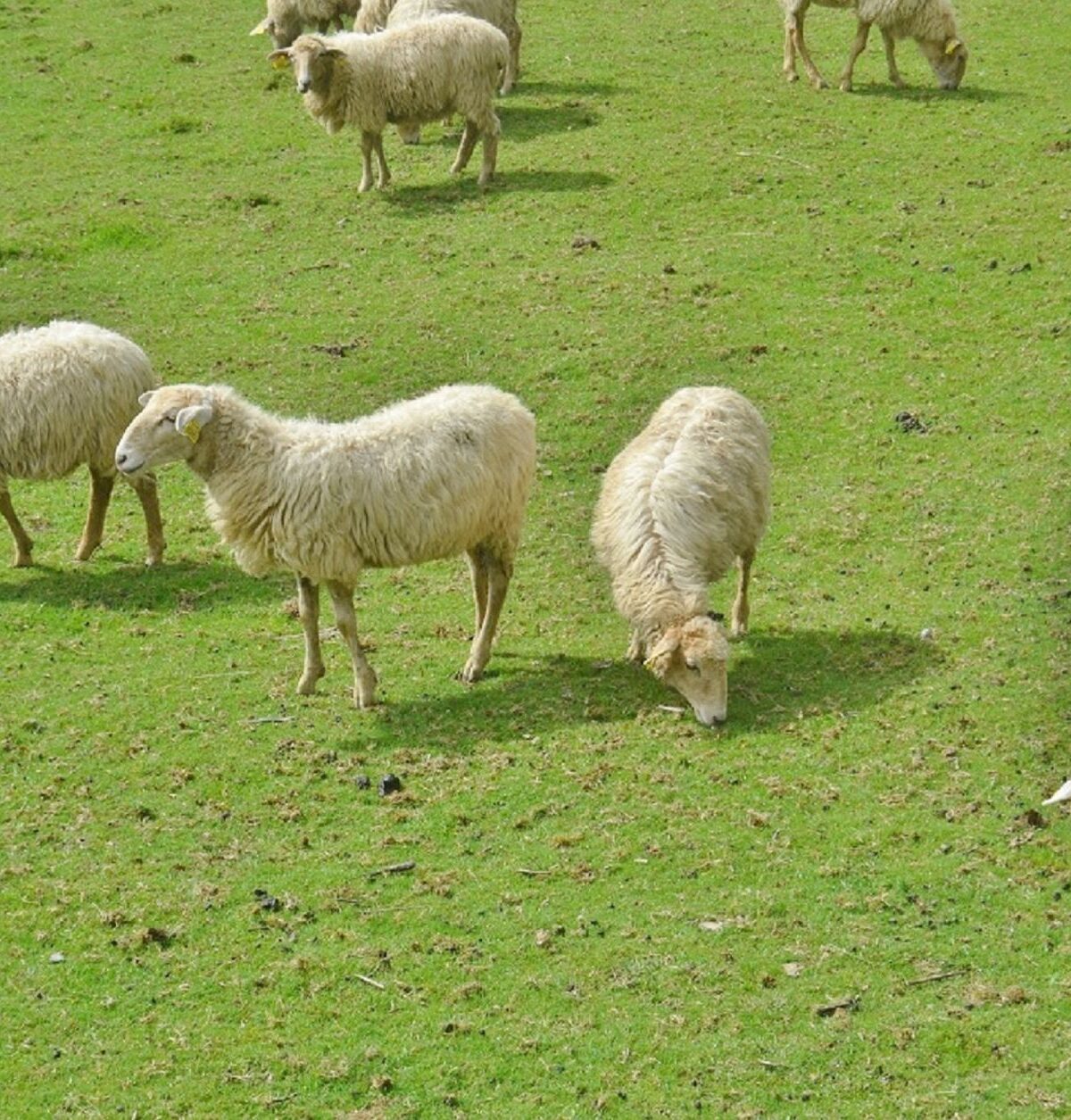 Domestic sheep