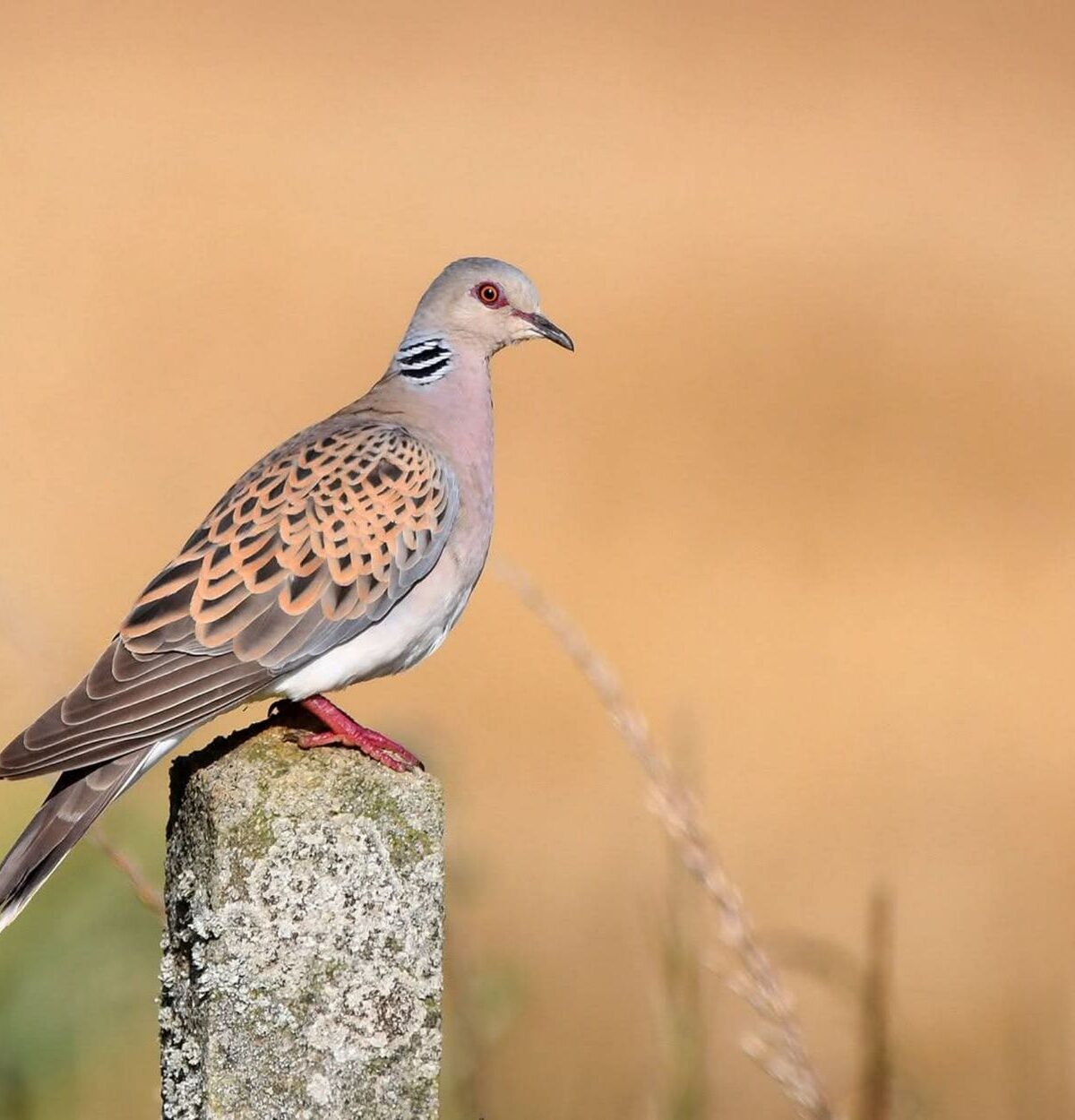 European turtle dove
