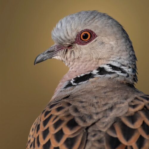 Turtle Dove