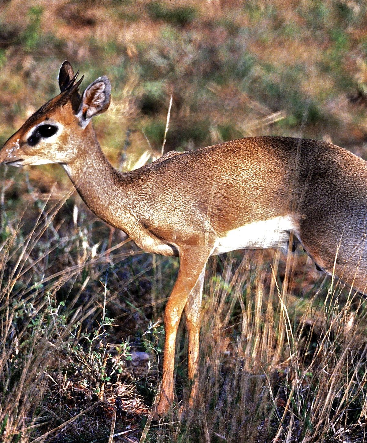 Dibatag