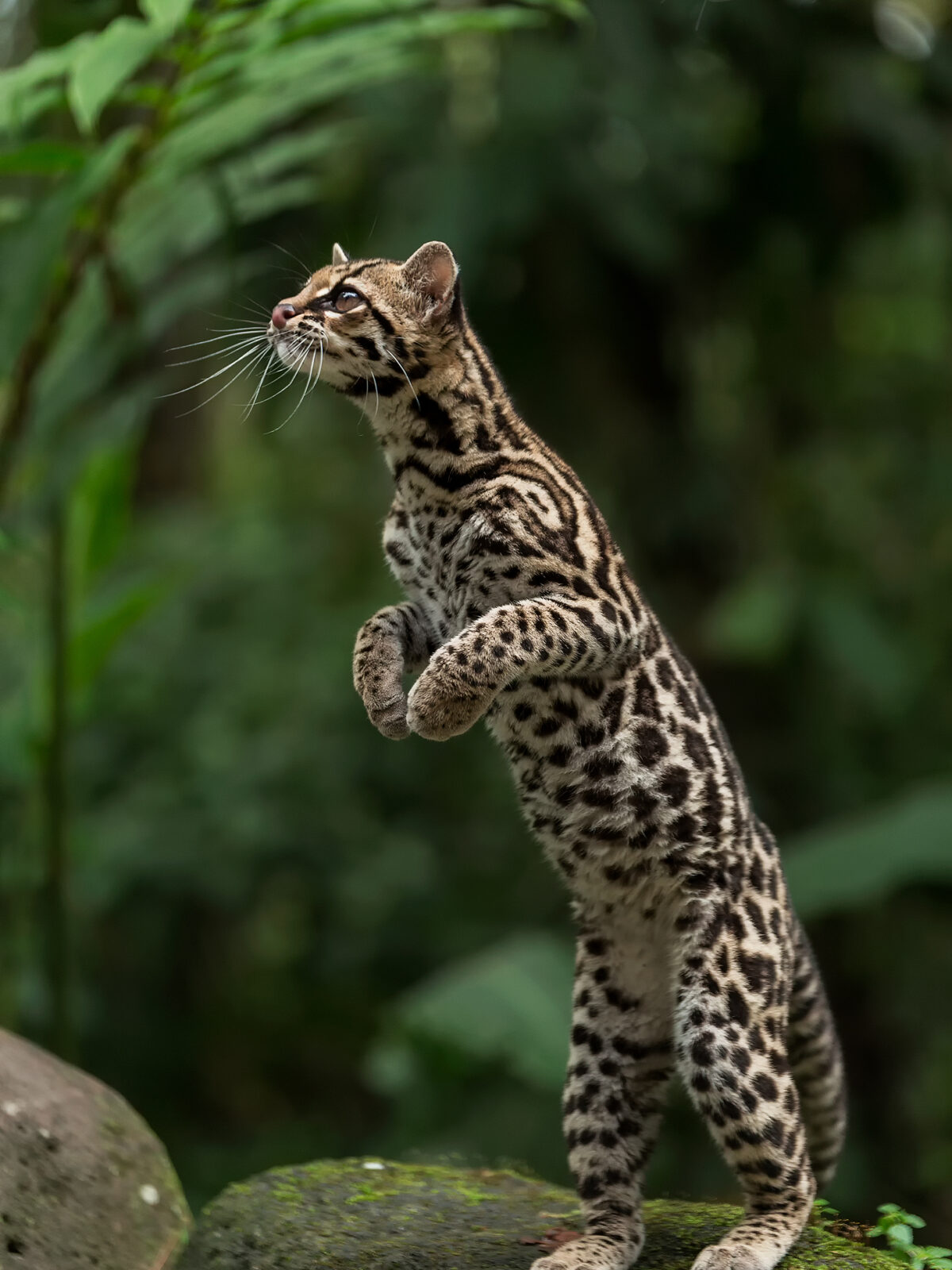 Margay