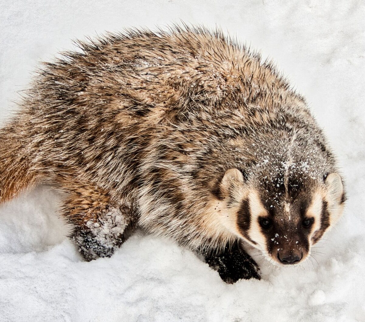 American Badger