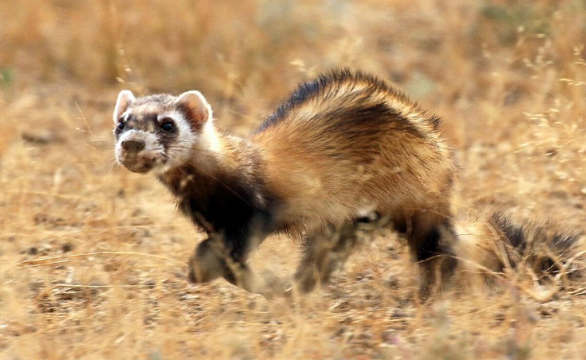 Siberian Polecat