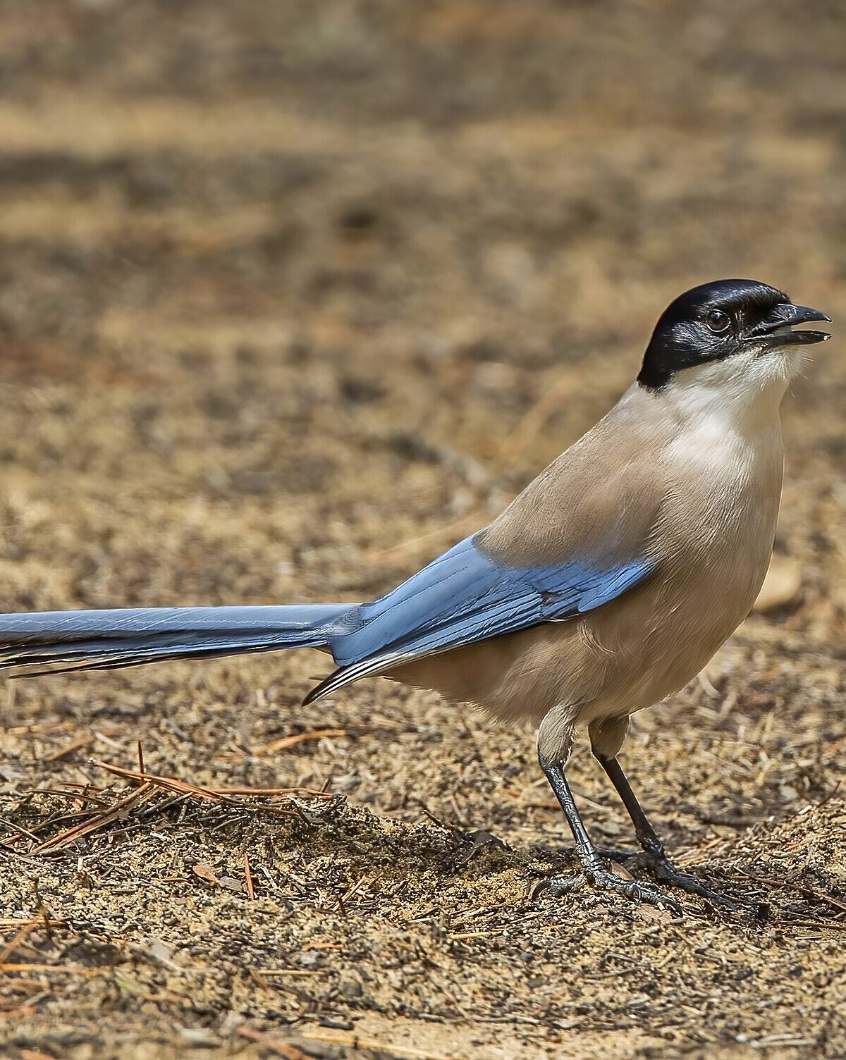 Iberian Magpie