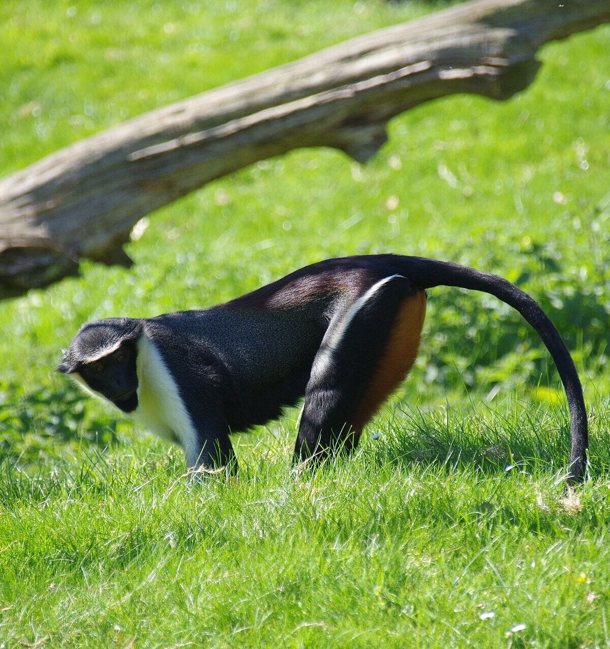 Diane's Guenon