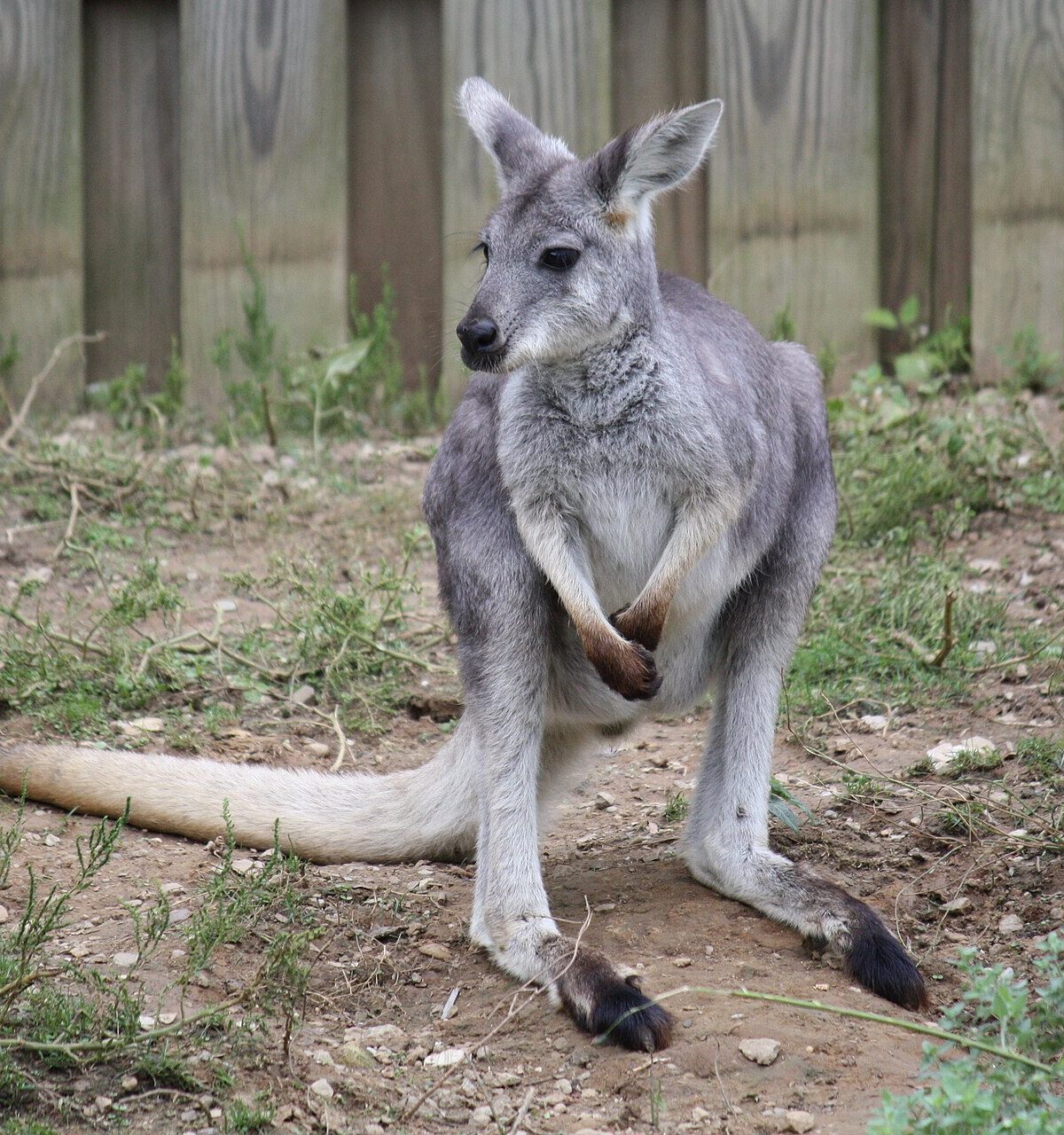 Wallaroo