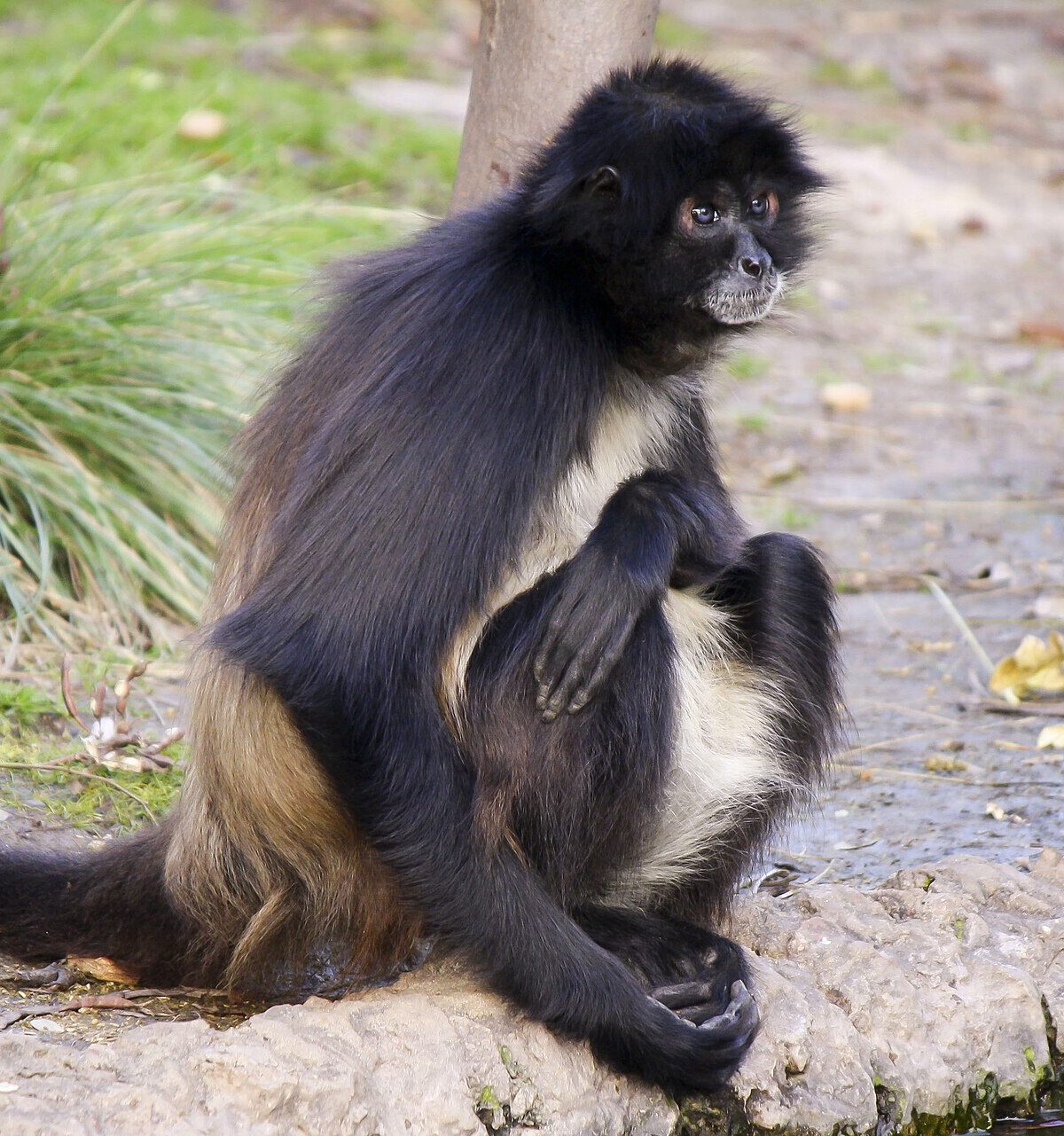 White-bellied Spider Monkey