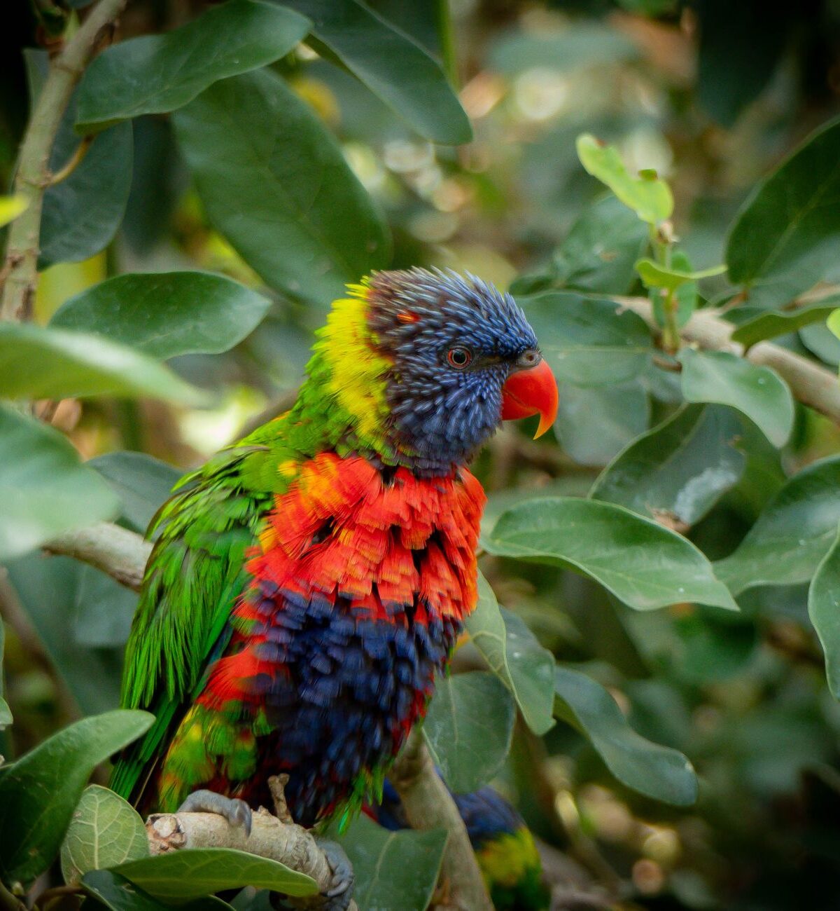 Rainbow Parrot