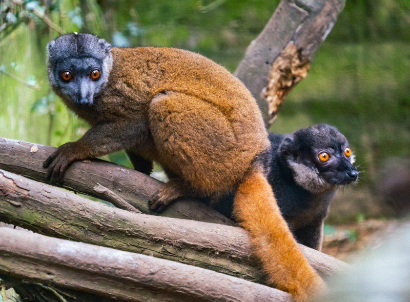 Grey-headed Lemur