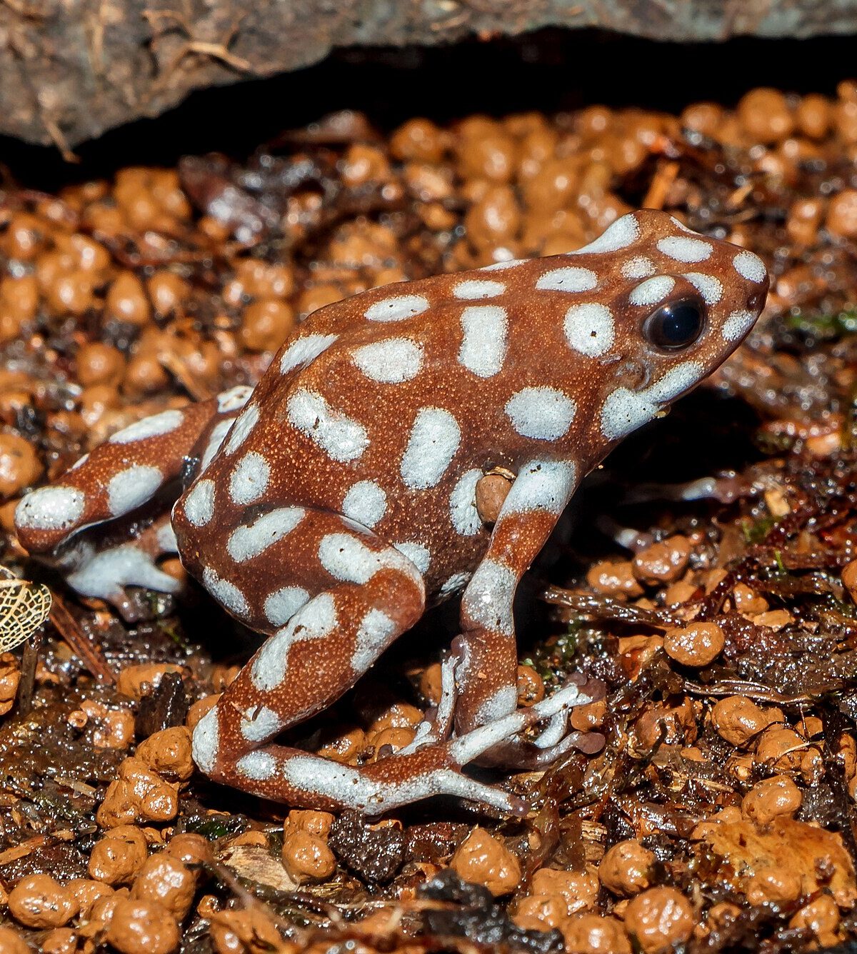 Maranon Poison Frog
