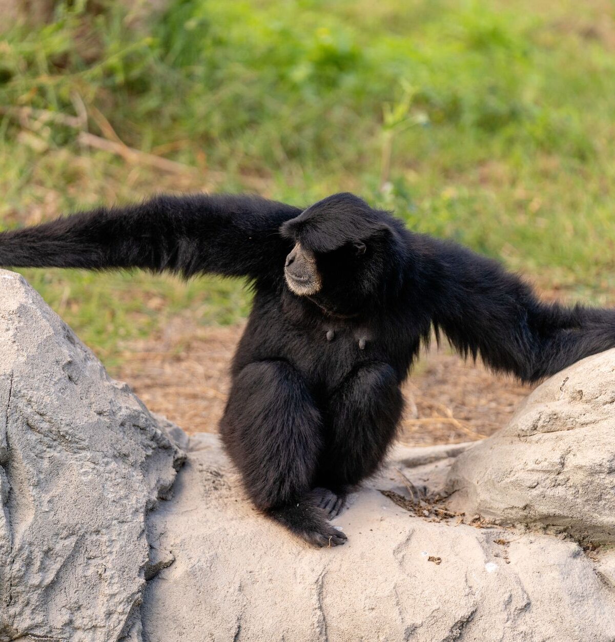 Southern White-cheeked Gibbon