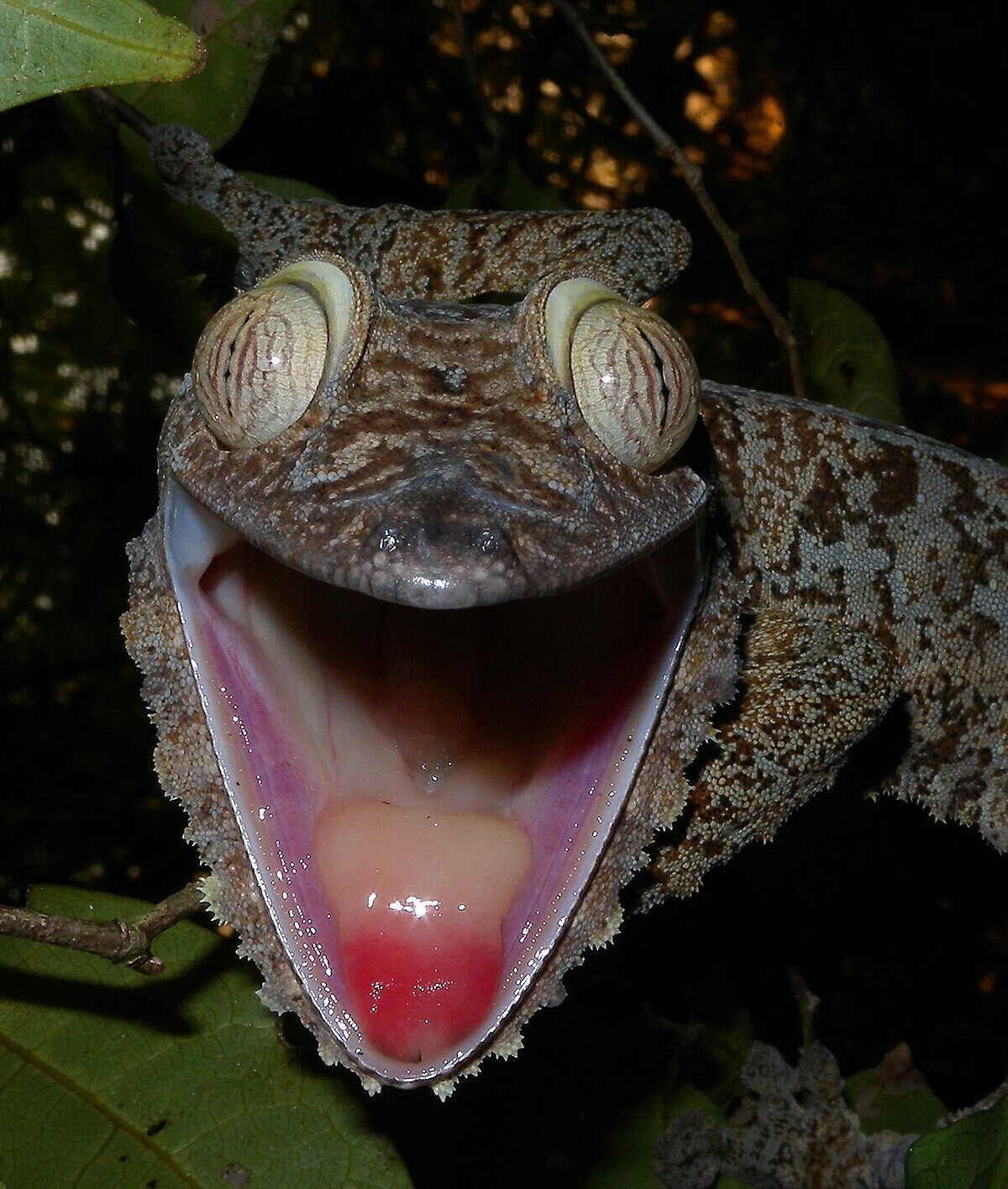 Giant Gecko of Madagascar