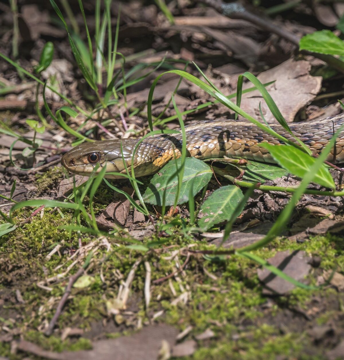 Common Garter Snake