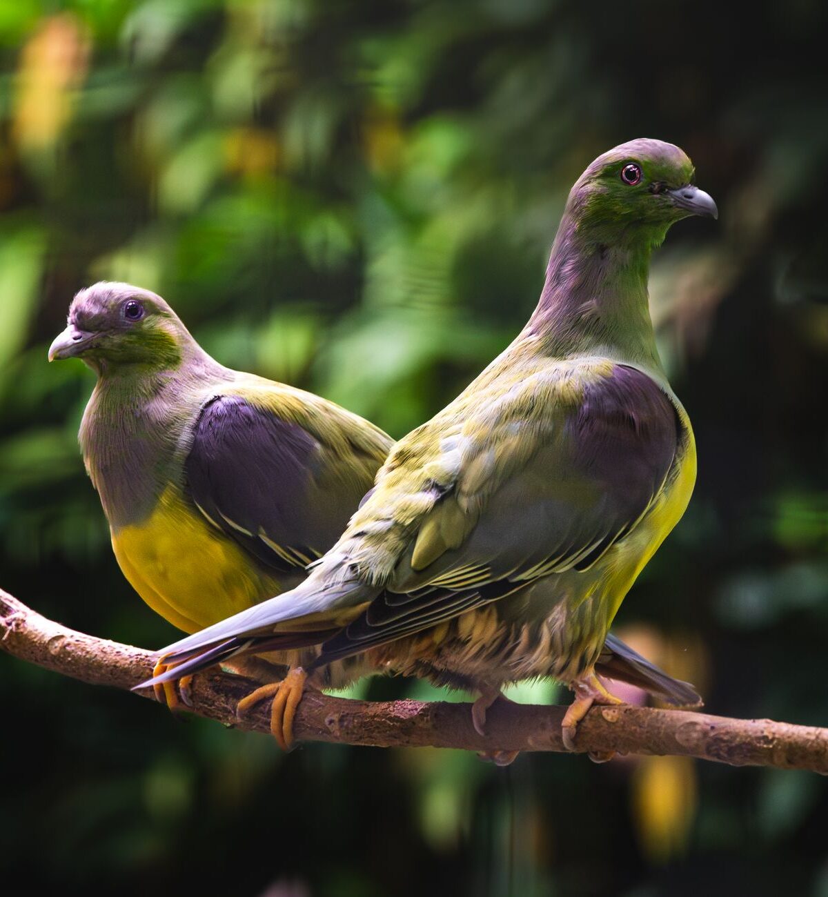 Bicolored Pigeon