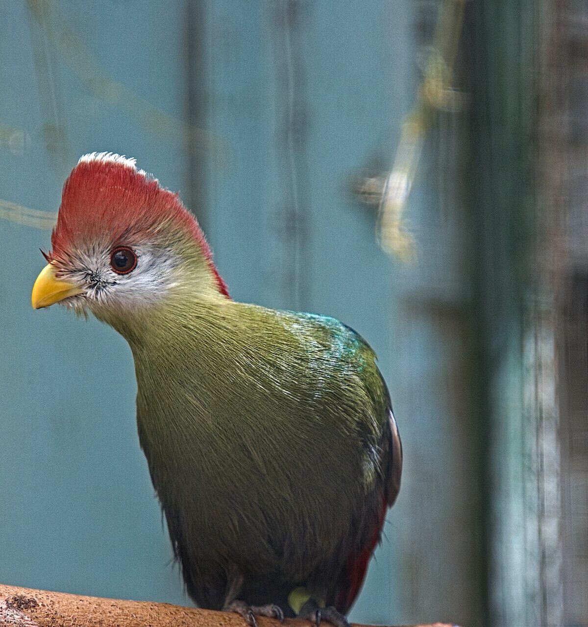 Pauline's Turaco
