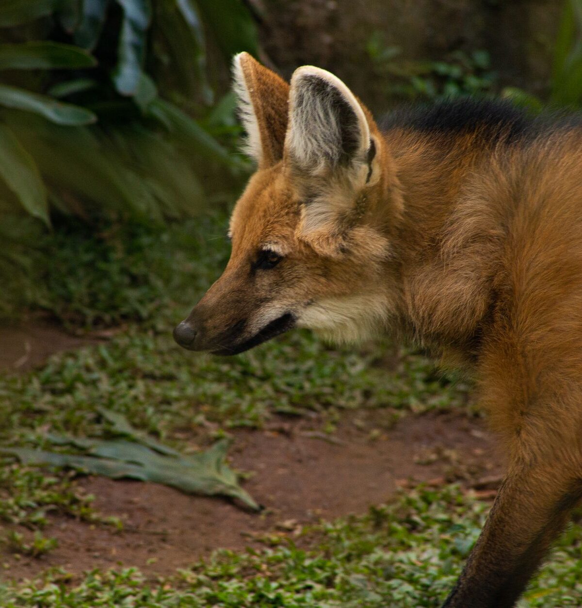 Crested Wolf