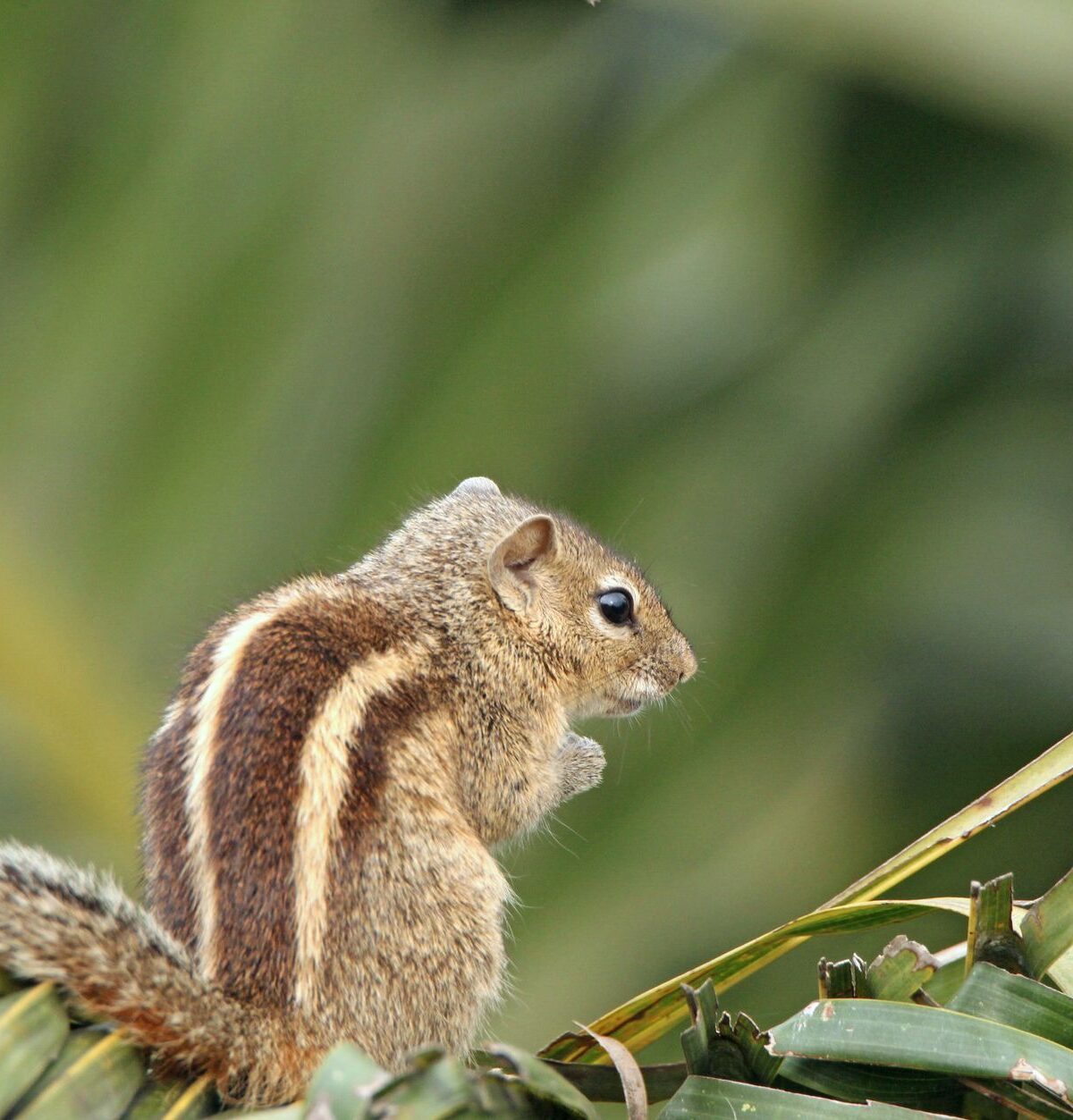 Five-Striped Palm Squirrel