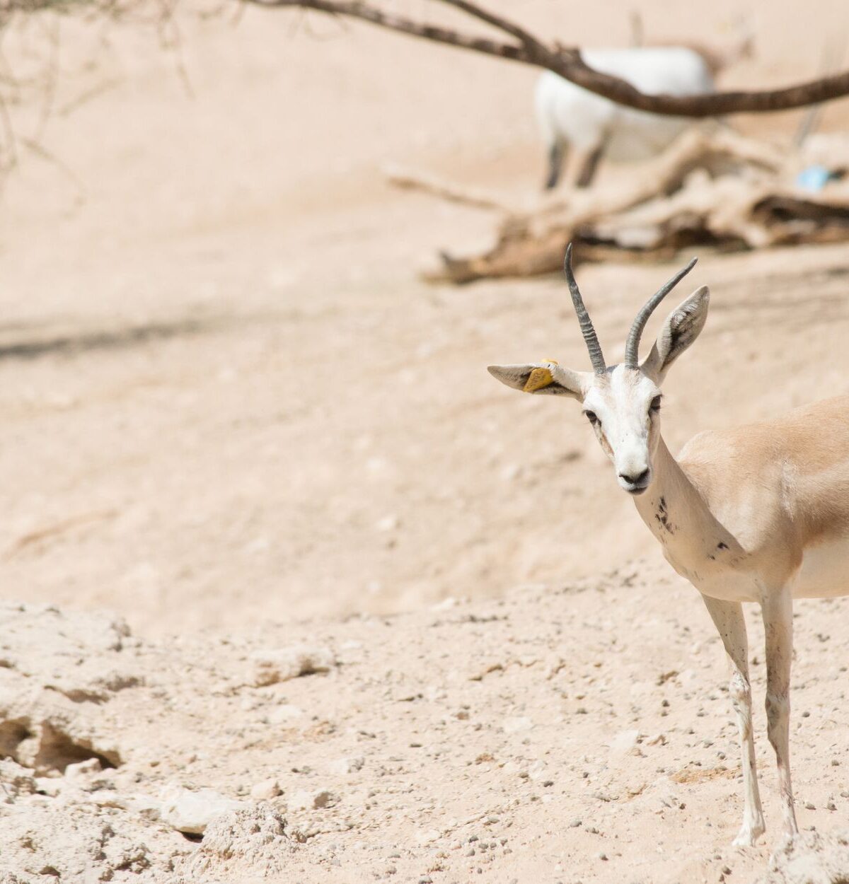 Mountain Gazelle