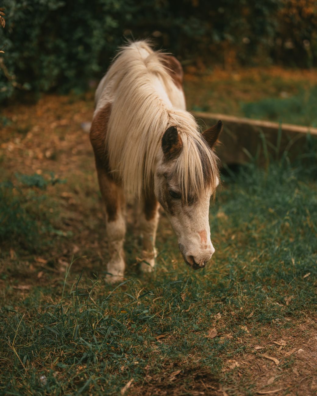 Pony Horse