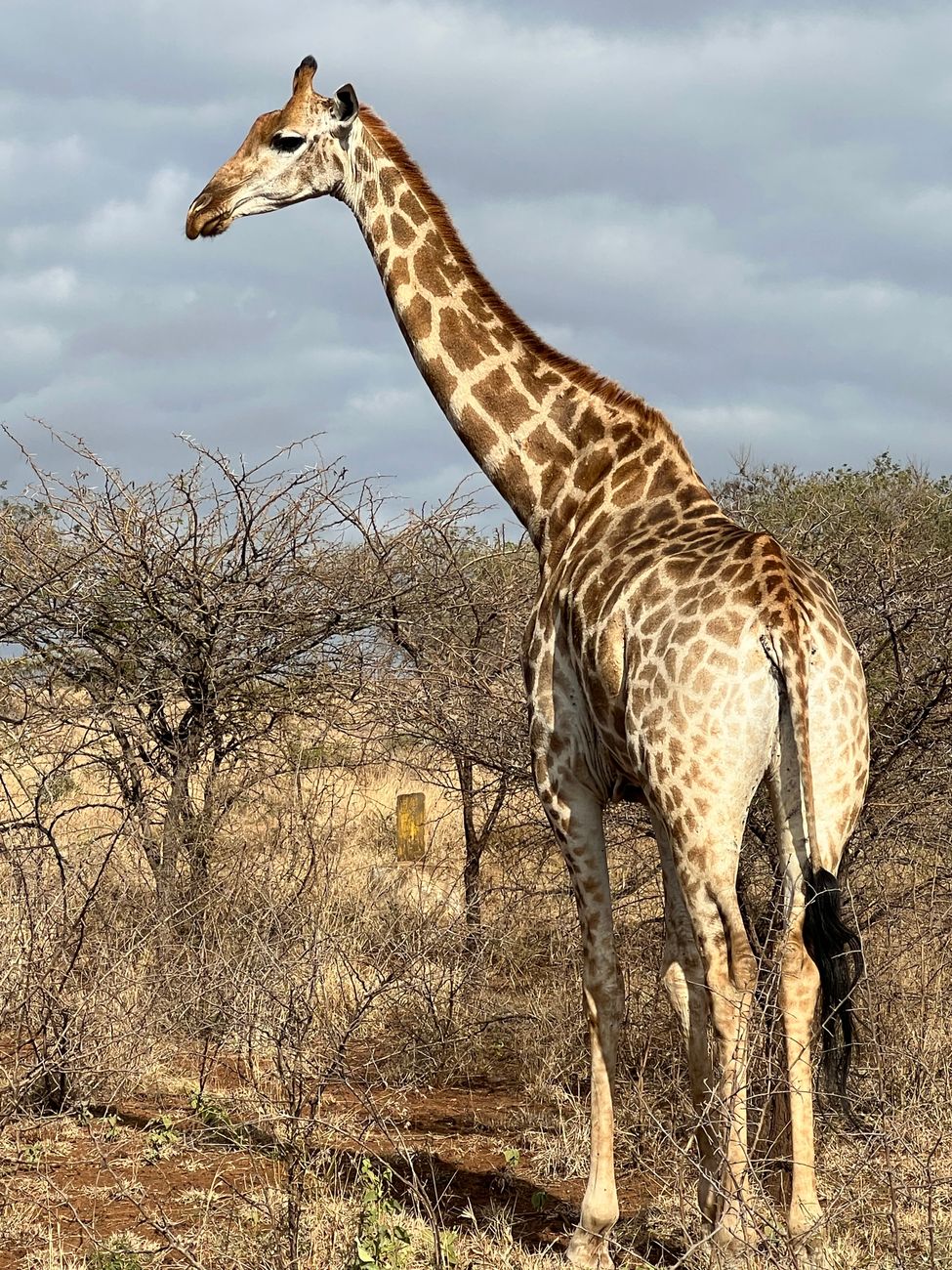 South African Giraffe