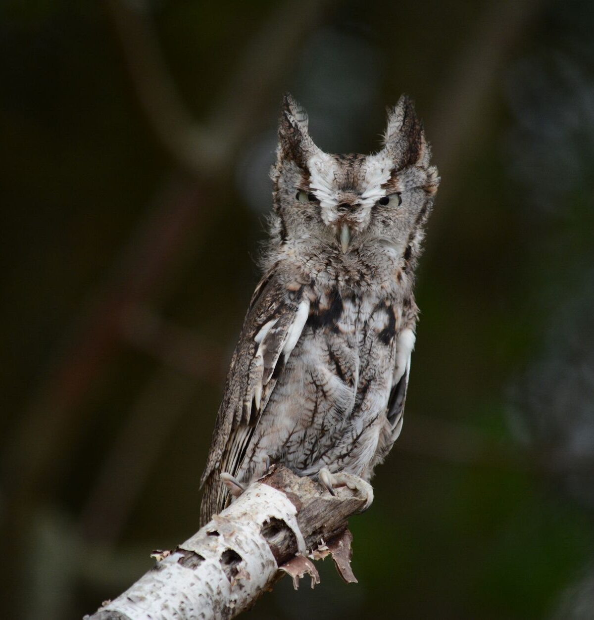 Eastern Screech Owl