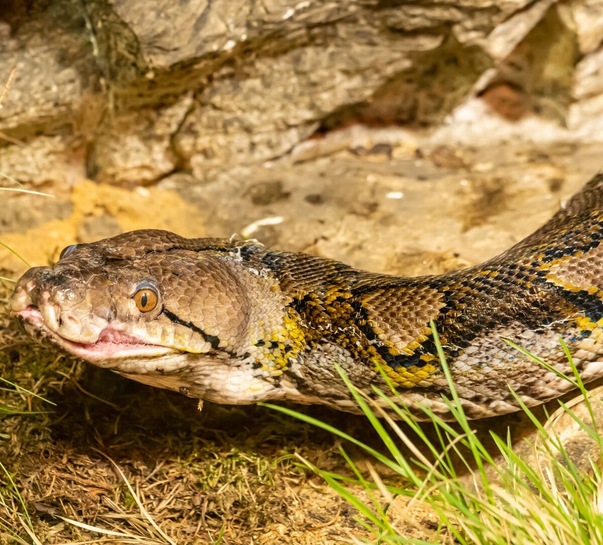 Giant Python