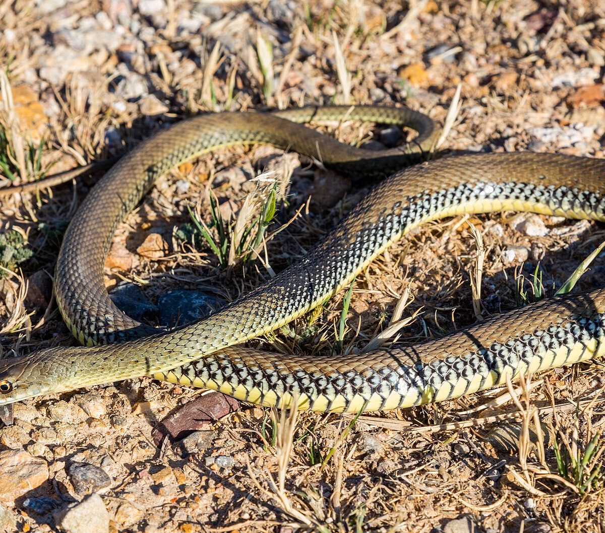Montpellier Snake
