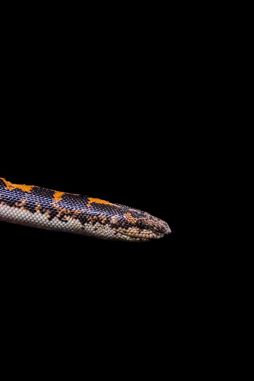 Egyptian Sand Boa