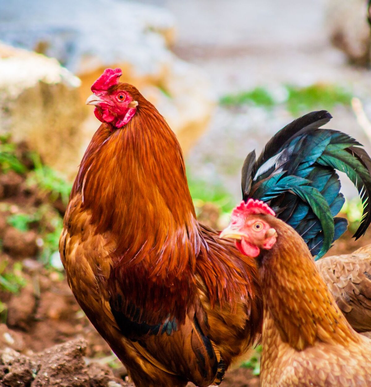 Hen and Rooster