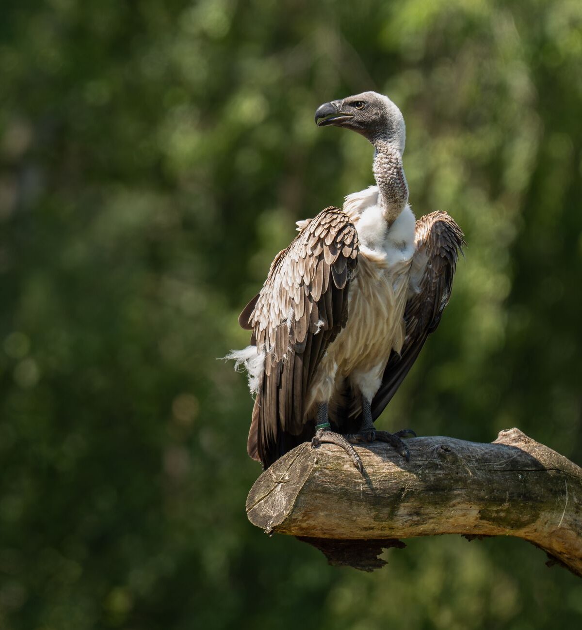 Ruppell's Vulture