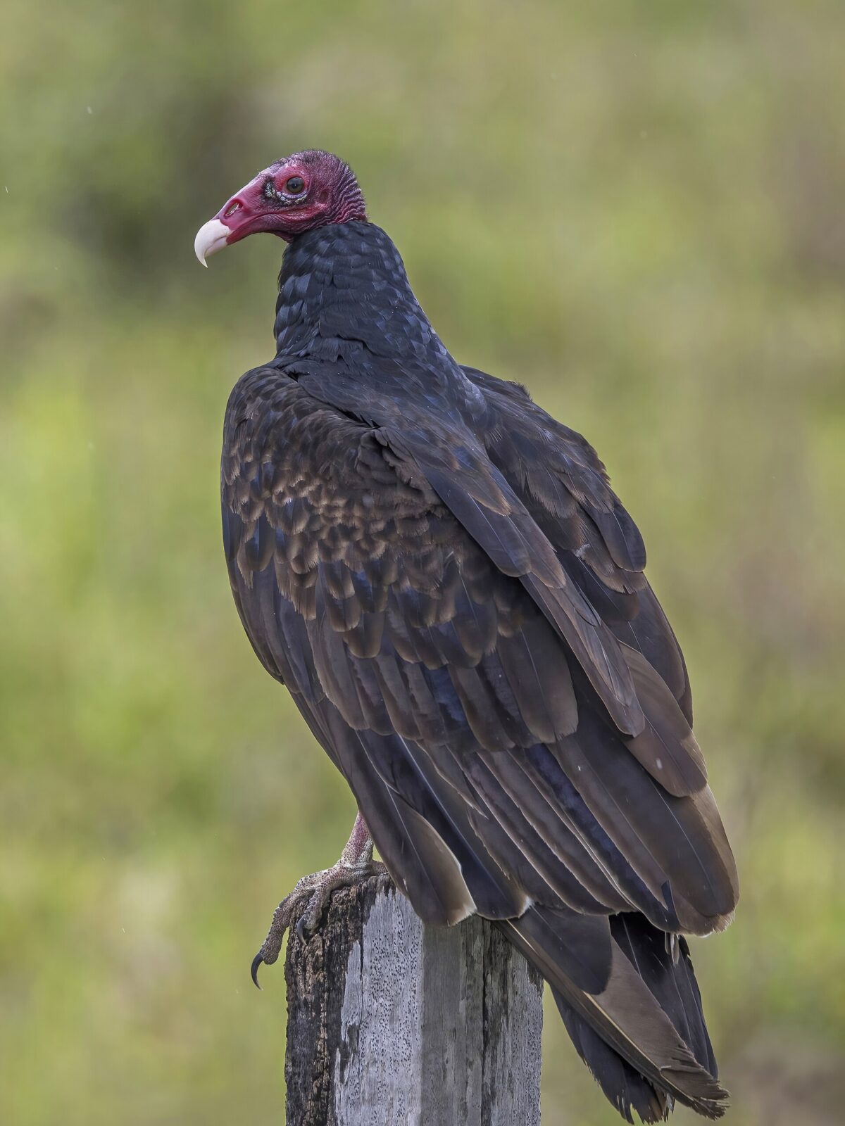 Turkey Vulture