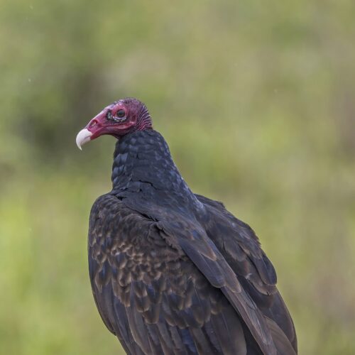 Vulture