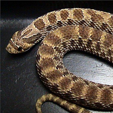Hognose Snake