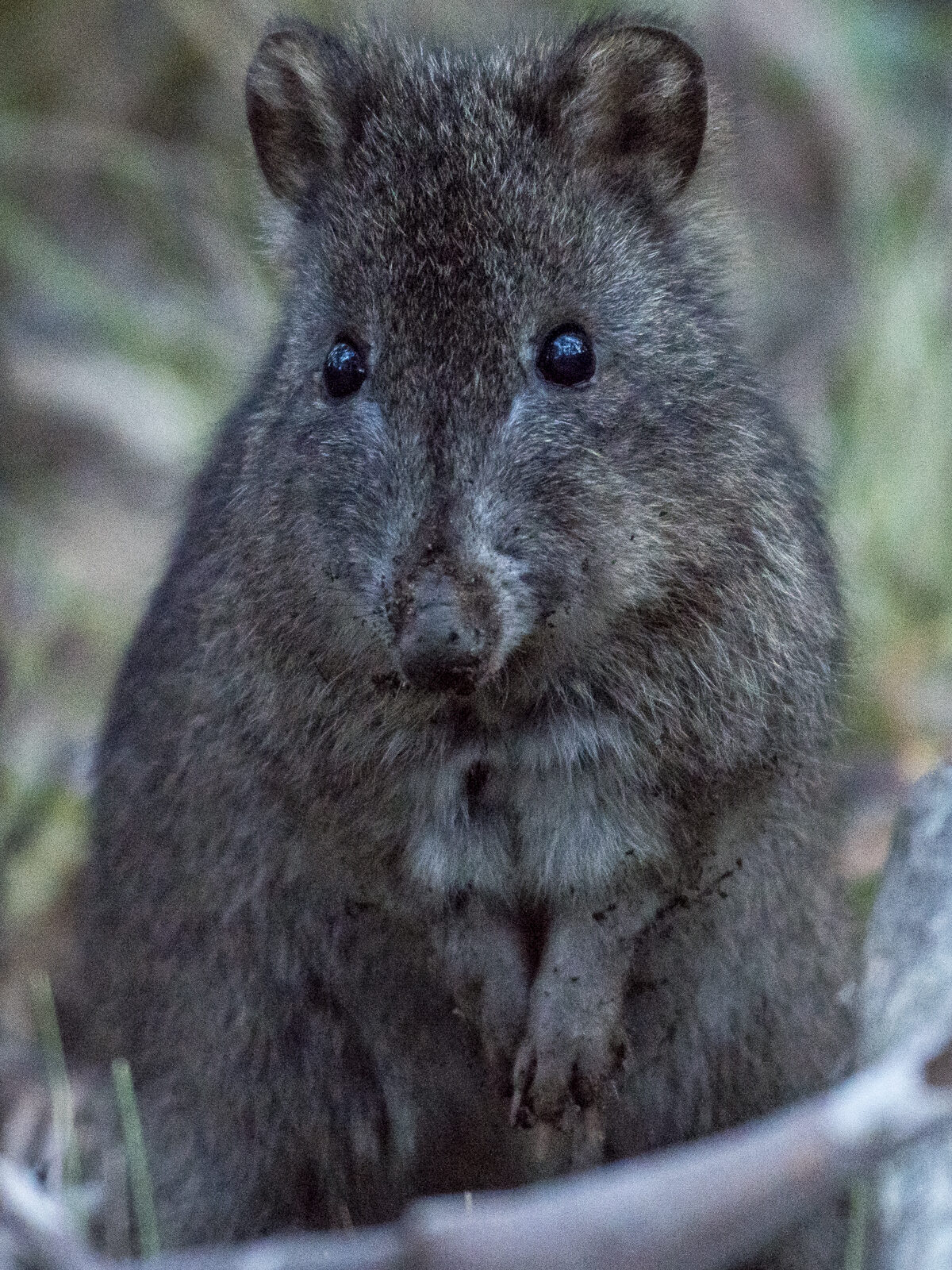 Southern Potoroo