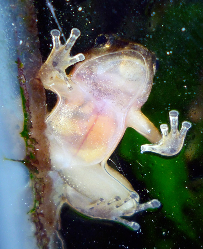 Trinidadian Stream Frog
