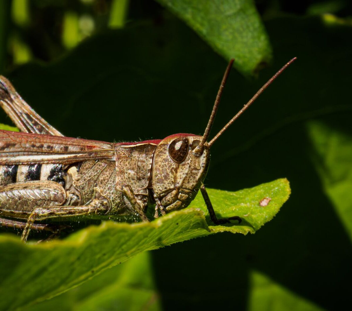 Desert Locust