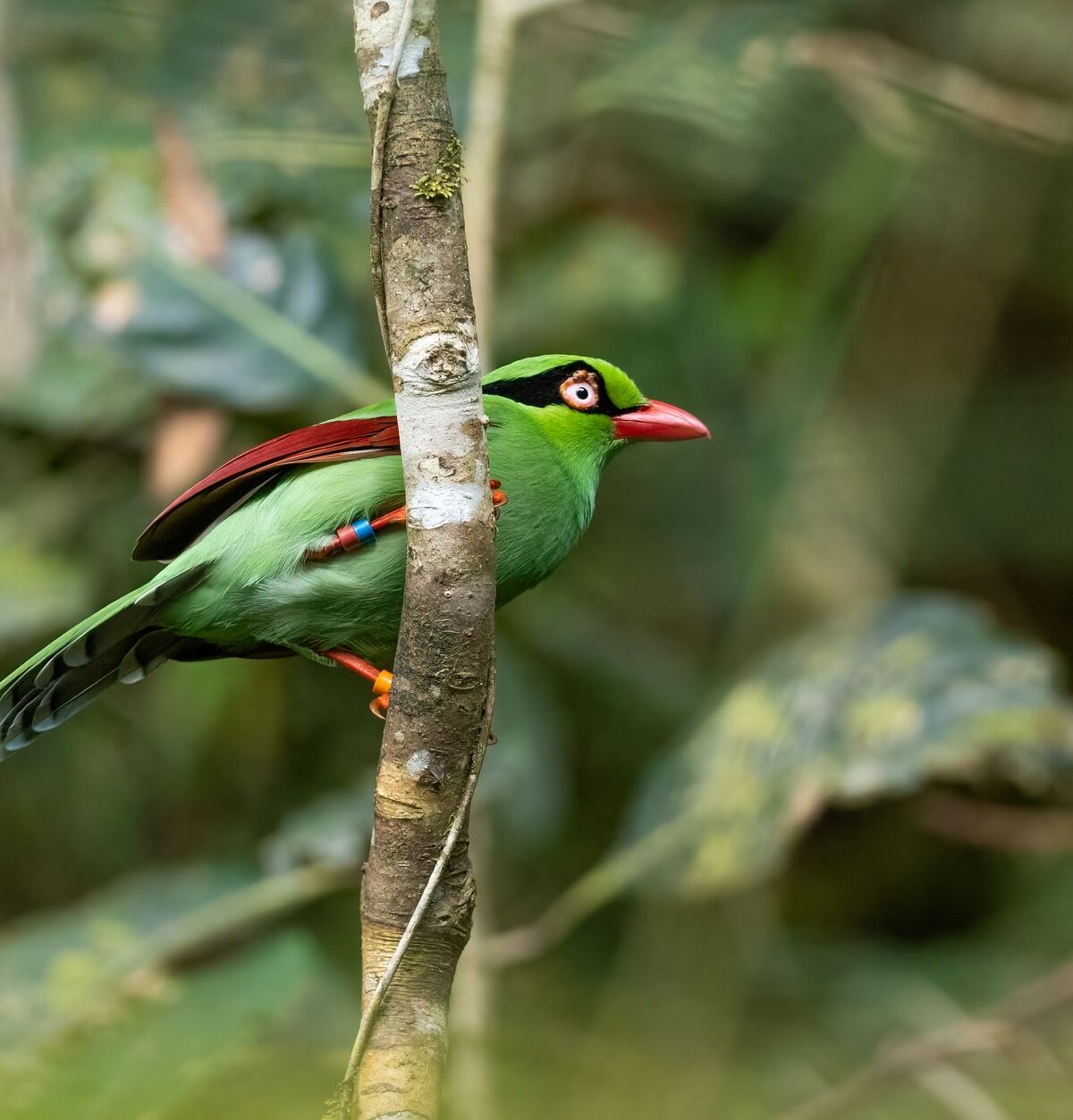 Javan Green Magpie