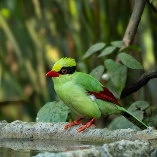 Green Magpie
