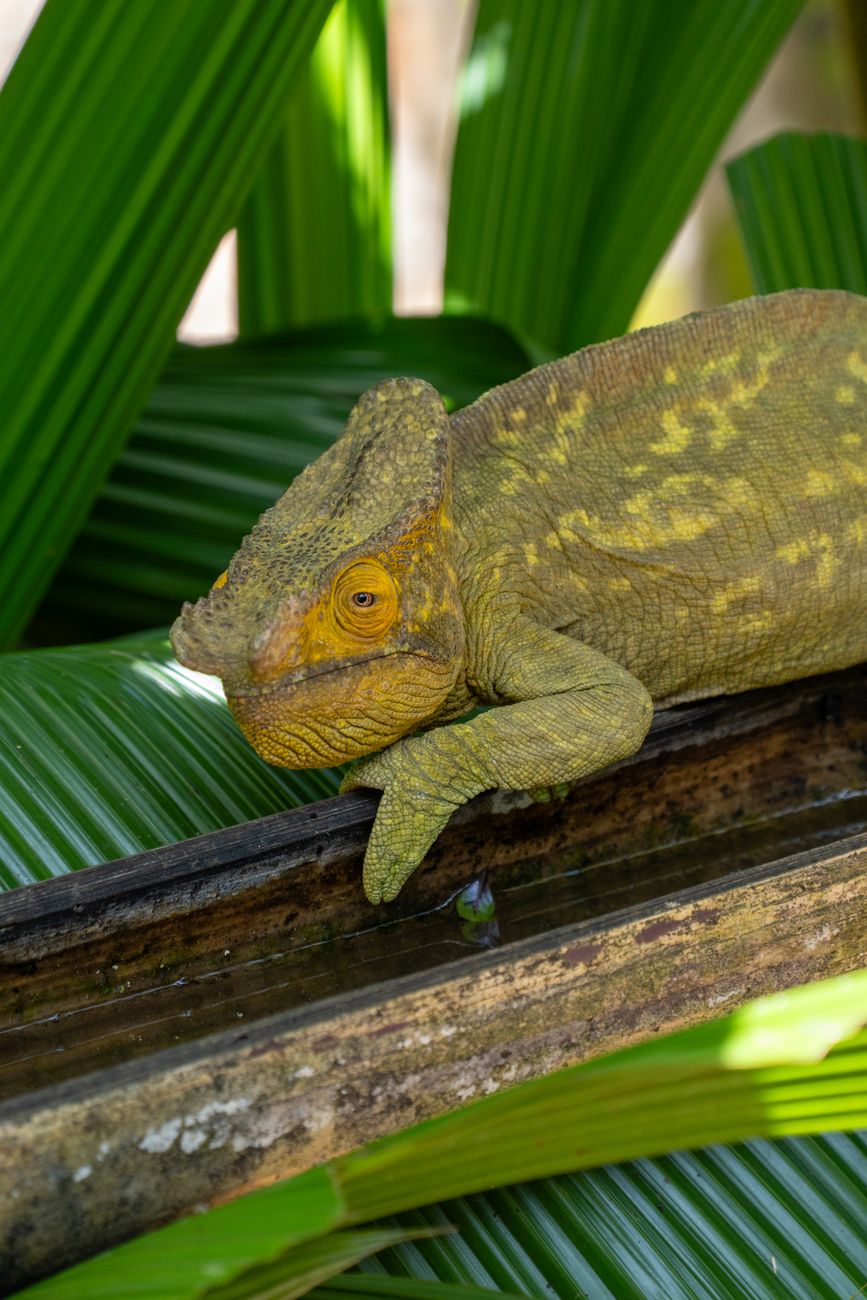 Parson's Chameleon