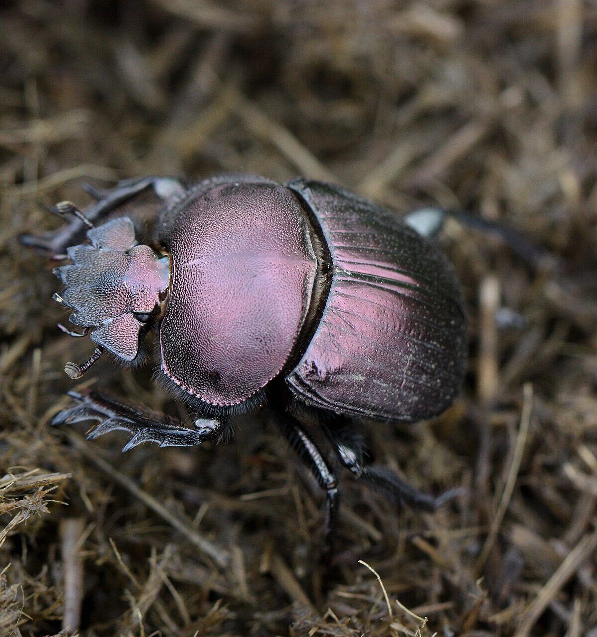 Plum Dung Beetle