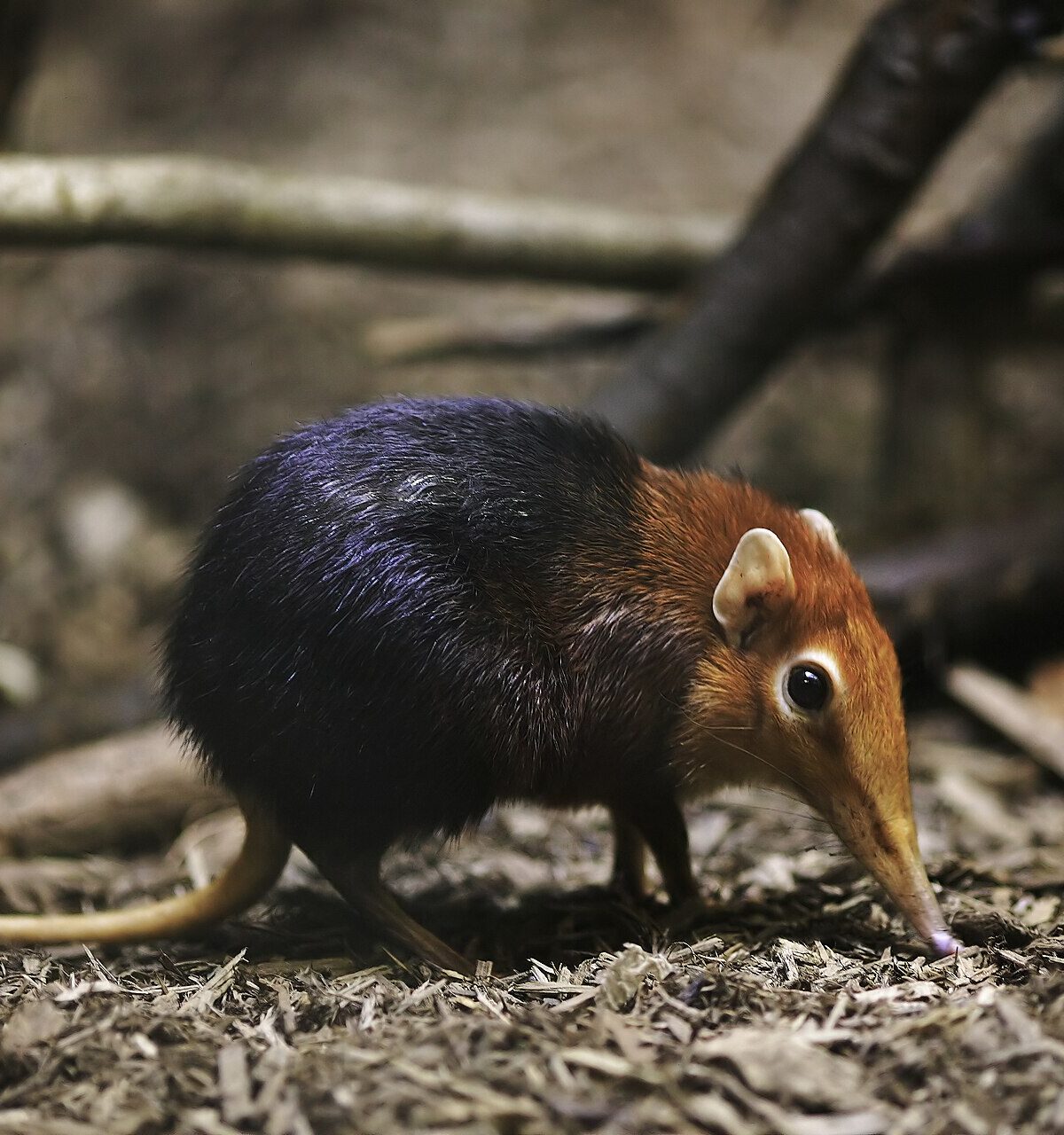 Sengi