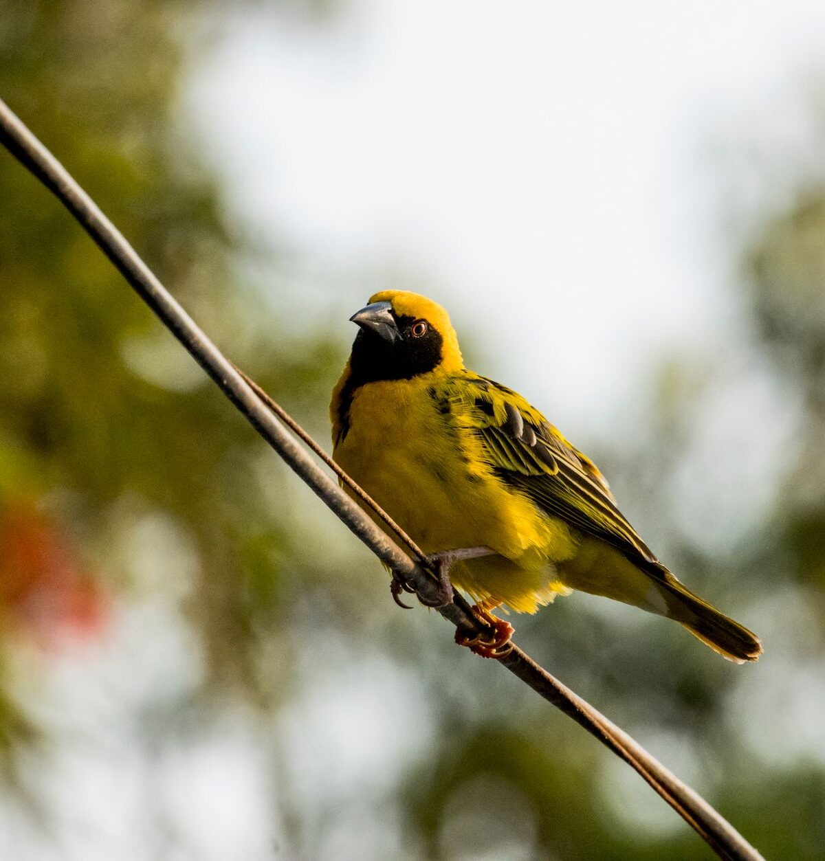 Uganda Village Weaver